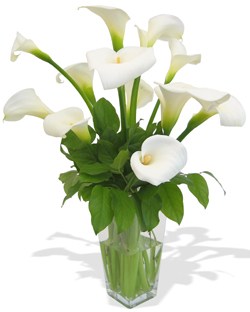 China Calla Lilies (Nov-May) China,,China:Dreamy